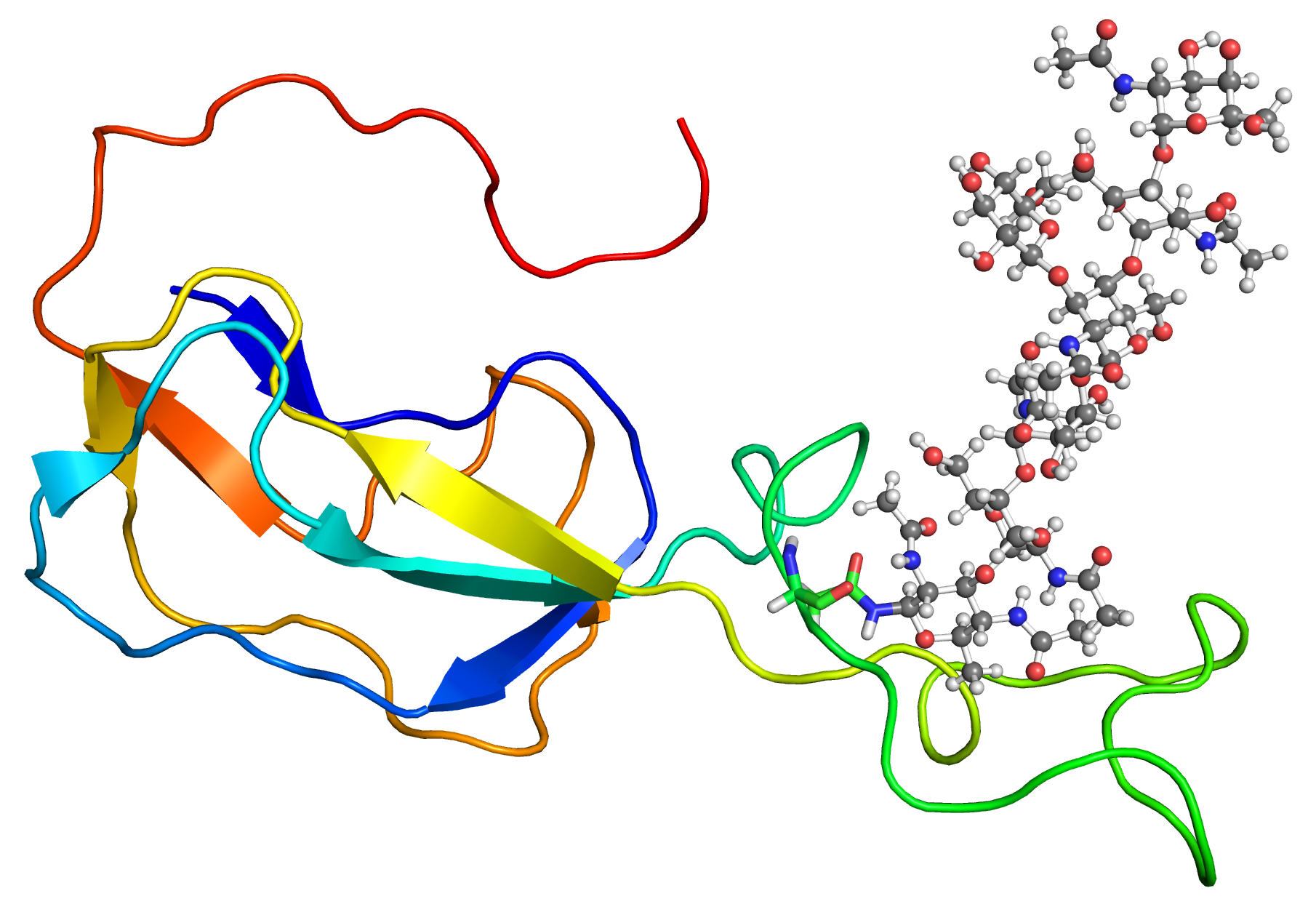 imagen ilustrativa de una glicoproteina